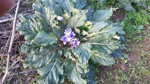 Este martes volverá a hablarse de plantas medicinales en el entorno fontanés en el curso `Cultura para todos´