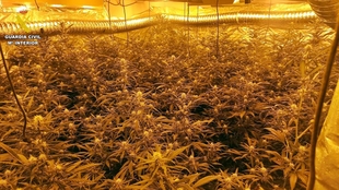 La Guardia Civil desmantela una plantación de marihuana con 445 plantas en una vivienda de Medina de las Torres