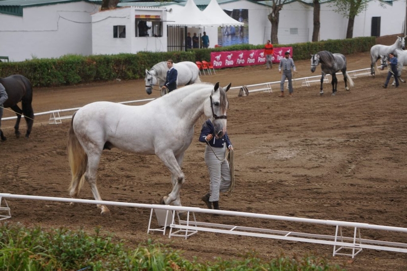 La Asociación Extremeña de Criadores de Caballos de Pura Raza Española celebra en Zafra el XXXV concurso morfológico