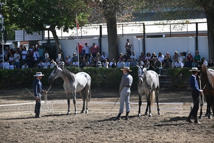 Los mejores ejemplares de caballos de pura raza española reciben en Zafra los premios del concurso morfológico nacional