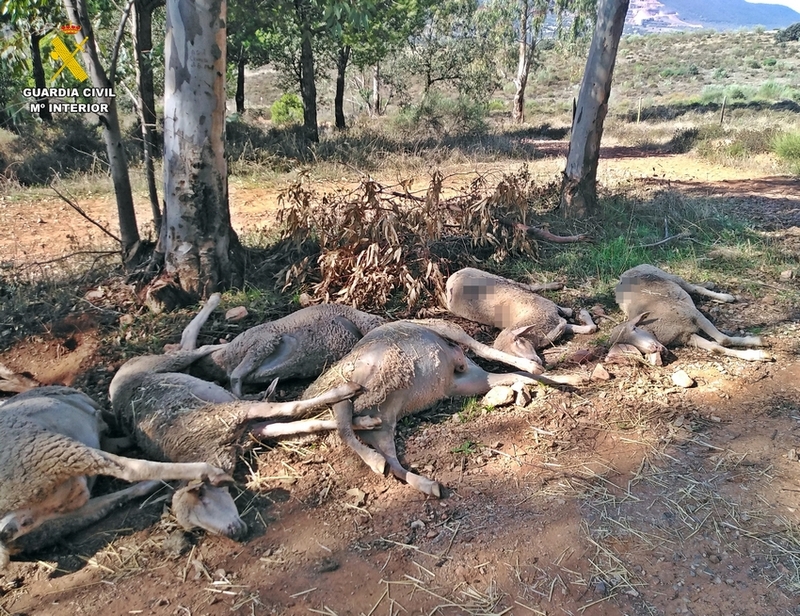 La Guardia Civil investiga a un ganadero de Zafra por un supuesto delito de abandono de sus ovejas con resultado de muerte