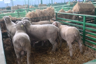 La Feria Internacional Ganadera se inaugura mañana con unas 2.000 cabezas de ganado y más de 330 expositores