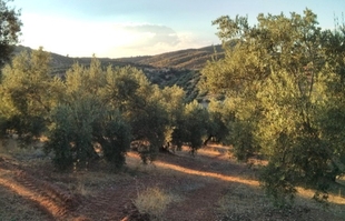 El Ayuntamiento de Fuente del Maestre ha puesto en marcha un año más el servicio de vigilancia privada en el campo